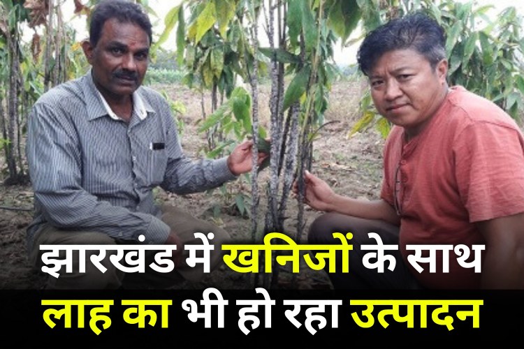 Lac Cultivation Playing a Major Role In Growth Of Jharkhand Farmers