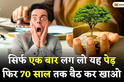 Plant This Tree Once And Earn Money 70 Years Sitting Down