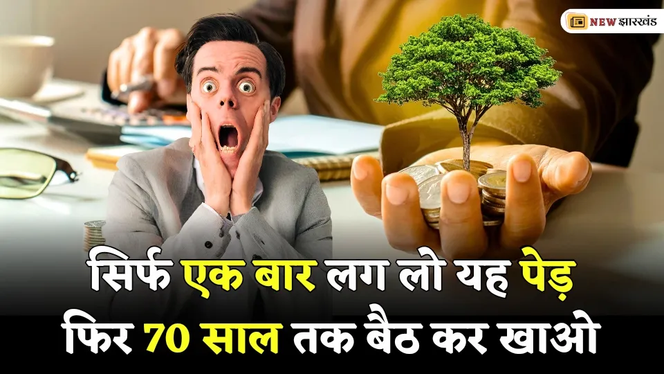 Plant This Tree Once And Earn Money 70 Years Sitting Down